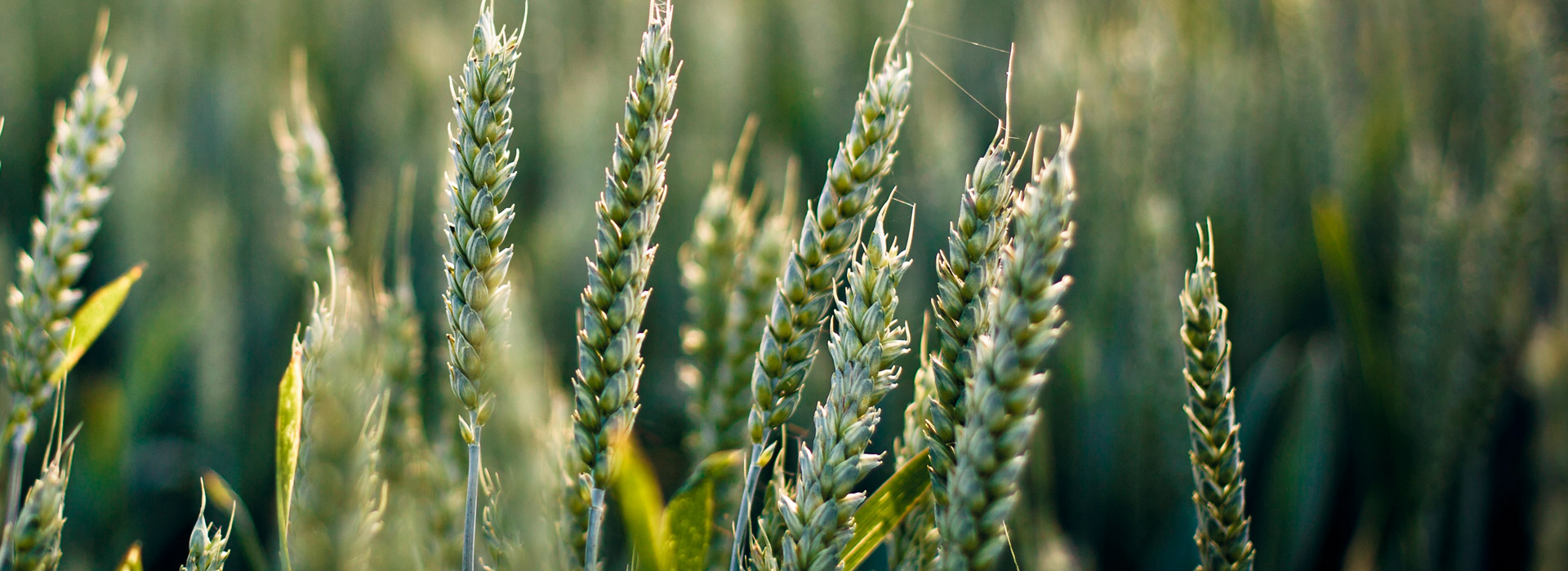 DDOS压力测试网页端